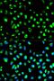 N-Myc Downstream Regulated 1 antibody, orb48468, Biorbyt, Immunofluorescence image 