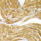 Cysteine And Glycine Rich Protein 3 antibody, LS-C334803, Lifespan Biosciences, Immunohistochemistry paraffin image 