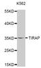 TIR Domain Containing Adaptor Protein antibody, MBS127512, MyBioSource, Western Blot image 