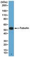 alpha-Tubulin antibody, MA5-27889, Invitrogen Antibodies, Western Blot image 