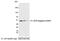 AU5 epitope tag antibody, NB600-458, Novus Biologicals, Western Blot image 