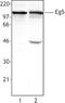 Kinesin Family Member 11 antibody, LS-C40939, Lifespan Biosciences, Western Blot image 