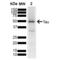 Microtubule Associated Protein Tau antibody, 57011, QED Bioscience, Western Blot image 