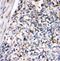 Zinc Finger E-Box Binding Homeobox 1 antibody, A00548-2, Boster Biological Technology, Immunohistochemistry frozen image 