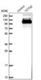 Tectonic Family Member 2 antibody, NBP1-88392, Novus Biologicals, Western Blot image 