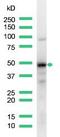 Interferon Regulatory Factor 4 antibody, MA5-16382, Invitrogen Antibodies, Western Blot image 