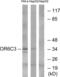 Olfactory Receptor Family 6 Subfamily C Member 3 antibody, abx015449, Abbexa, Western Blot image 