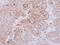 Glycogenin 2 antibody, LS-C186397, Lifespan Biosciences, Immunohistochemistry paraffin image 