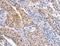 CD59 Molecule (CD59 Blood Group) antibody, MBS2518106, MyBioSource, Immunohistochemistry paraffin image 