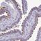 Tetratricopeptide Repeat Domain 30B antibody, PA5-62620, Invitrogen Antibodies, Immunohistochemistry frozen image 
