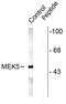 Mitogen-Activated Protein Kinase Kinase 5 antibody, 480024, Invitrogen Antibodies, Western Blot image 