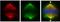 HAUS Augmin Like Complex Subunit 6 antibody, NBP2-16416, Novus Biologicals, Immunofluorescence image 