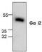 G Protein Subunit Alpha I2 antibody, TA318889, Origene, Western Blot image 