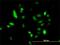 UBE2C antibody, H00011065-M01, Novus Biologicals, Immunofluorescence image 