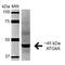 Autophagy Related 4A Cysteine Peptidase antibody, PA5-77780, Invitrogen Antibodies, Western Blot image 