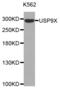 Ubiquitin Specific Peptidase 9 X-Linked antibody, abx002633, Abbexa, Western Blot image 