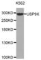 Fam antibody, abx002633, Abbexa, Western Blot image 