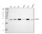 Heat Shock Protein Family B (Small) Member 2 antibody, PA1802, Boster Biological Technology, Western Blot image 