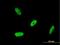 RNA Binding Motif Single Stranded Interacting Protein 2 antibody, H00005939-M04, Novus Biologicals, Immunocytochemistry image 