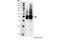 AKT1 Substrate 1 antibody, 9614L, Cell Signaling Technology, Immunoprecipitation image 