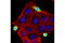Tumor Protein, Translationally-Controlled 1 antibody, 5251S, Cell Signaling Technology, Immunocytochemistry image 