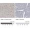 Fatty Acid Binding Protein 7 antibody, NBP1-88648, Novus Biologicals, Immunohistochemistry paraffin image 