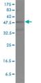 POU Class 2 Homeobox 2 antibody, H00005452-M01, Novus Biologicals, Western Blot image 