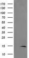 TSC22 Domain Family Member 3 antibody, LS-C174287, Lifespan Biosciences, Western Blot image 