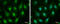 Inhibitor Of DNA Binding 3, HLH Protein antibody, 56209, QED Bioscience, Immunofluorescence image 