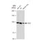 Itchy E3 Ubiquitin Protein Ligase antibody, GTX02845, GeneTex, Western Blot image 