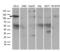 Receptor Tyrosine Kinase Like Orphan Receptor 2 antibody, LS-C799067, Lifespan Biosciences, Western Blot image 