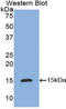 C-X-C Motif Chemokine Ligand 8 antibody, LS-C298264, Lifespan Biosciences, Western Blot image 