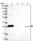 BCL2 Like 1 antibody, HPA035734, Atlas Antibodies, Western Blot image 