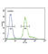 Interleukin 12 Receptor Subunit Beta 2 antibody, abx025848, Abbexa, Western Blot image 