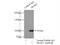 Trafficking Kinesin Protein 2 antibody, 13770-1-AP, Proteintech Group, Immunoprecipitation image 