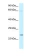 Nicotinamide Nucleotide Adenylyltransferase 3 antibody, orb330576, Biorbyt, Western Blot image 