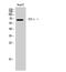 Chaperonin Containing TCP1 Subunit 5 antibody, STJ95949, St John