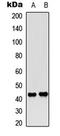 CAMP Responsive Element Binding Protein 1 antibody, LS-C358952, Lifespan Biosciences, Western Blot image 