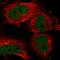 Ubiquitin Like With PHD And Ring Finger Domains 2 antibody, HPA026697, Atlas Antibodies, Immunofluorescence image 