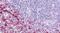 Hydroxycarboxylic Acid Receptor 3 antibody, PA5-33605, Invitrogen Antibodies, Immunohistochemistry frozen image 
