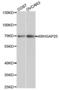 Rho GTPase-activating protein 25 antibody, PA5-76000, Invitrogen Antibodies, Western Blot image 