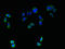 Transmembrane Protein 161A antibody, LS-C376825, Lifespan Biosciences, Immunofluorescence image 