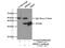 RNA Binding Motif Protein 11 antibody, 17220-1-AP, Proteintech Group, Immunoprecipitation image 