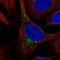 Saccharopine Dehydrogenase (Putative) antibody, HPA050775, Atlas Antibodies, Immunofluorescence image 