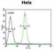 Alanine--Glyoxylate Aminotransferase 2 antibody, abx034535, Abbexa, Western Blot image 