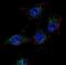 SREBF Chaperone antibody, PA5-35341, Invitrogen Antibodies, Immunofluorescence image 
