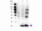 RLC antibody, P11637-1, Boster Biological Technology, Western Blot image 