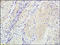 Actin Alpha 2, Smooth Muscle antibody, 250916, Abbiotec, Immunohistochemistry paraffin image 