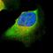 Cysteinyl-tRNA synthetase, cytoplasmic antibody, HPA002384, Atlas Antibodies, Immunofluorescence image 