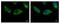 HPS3 Biogenesis Of Lysosomal Organelles Complex 2 Subunit 1 antibody, NBP1-31061, Novus Biologicals, Immunofluorescence image 